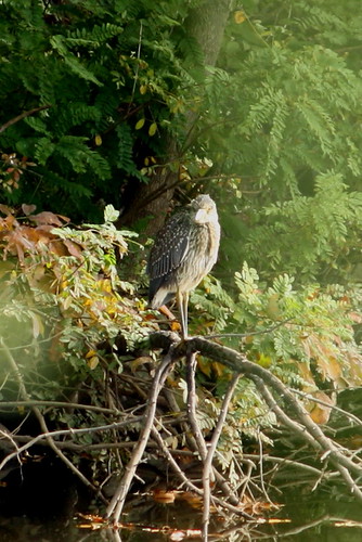 Yellow-crowned Night-Heron