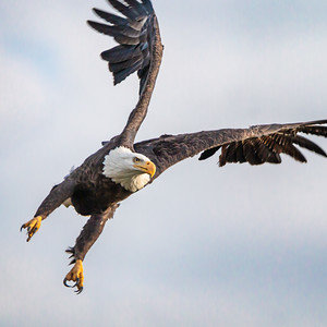 Flickr: the nyc birds of prey — raptorsnyc pool