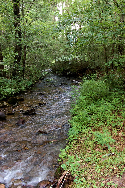 Cherokee National Forest