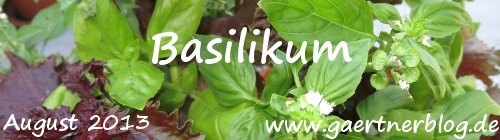 Garten-Koch-Event August 2013: Basilikum [30.08.2013]