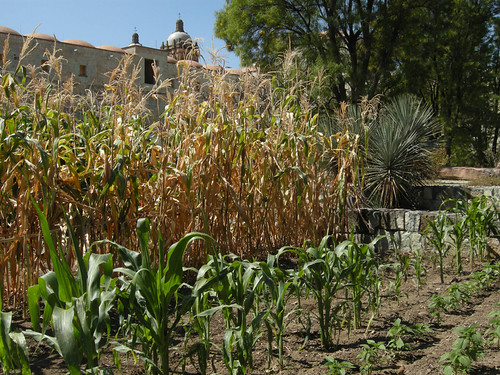 maize