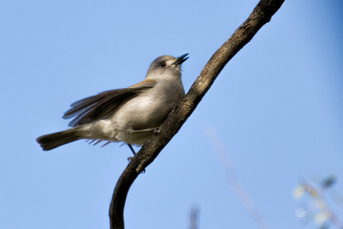 Grey Shrike-Thrush 2013-09-29 (_MG_2150)