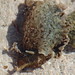 Sea slug/Meat-Eat