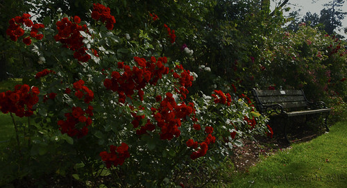 flowers and bench by Derek Hewitt Photography