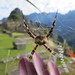 Spider Web in Machu Picchu