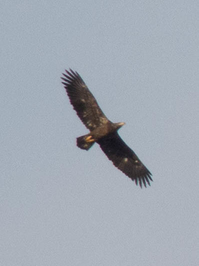 Young Bald Eagle over McDowell Sonoran Preserve