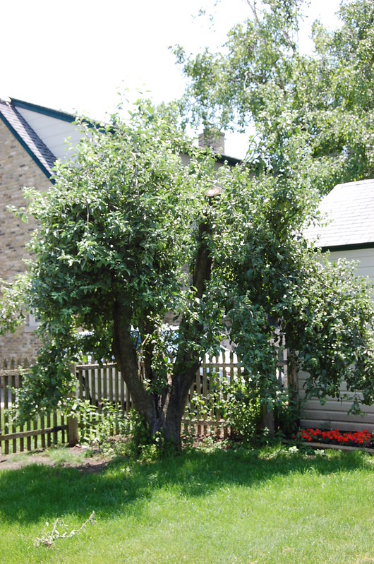 Apple Tree Spring 3013