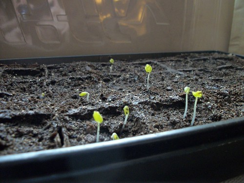 Flowers sprouting thanks to my green thumb
