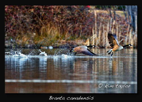 Canada Geese by Finiky