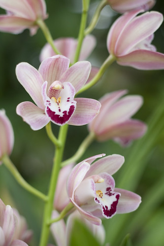 white river garden orchids.