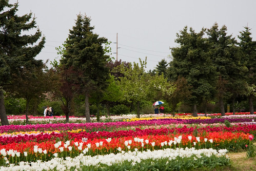 Veldheer's Tulip Farm. Holland Michigan-57