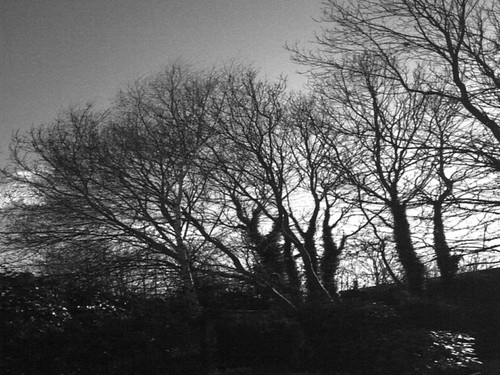 Trees