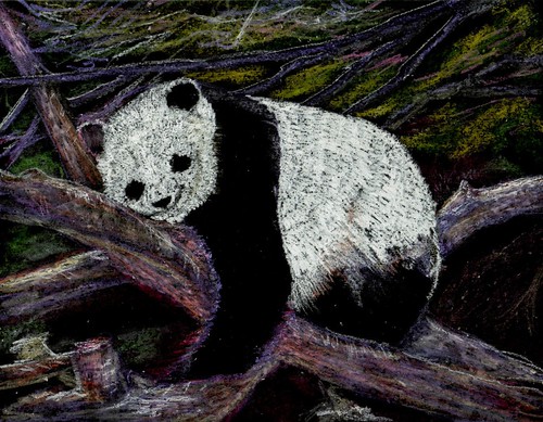 Panda Dreams