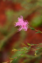 A Central Coast Garden