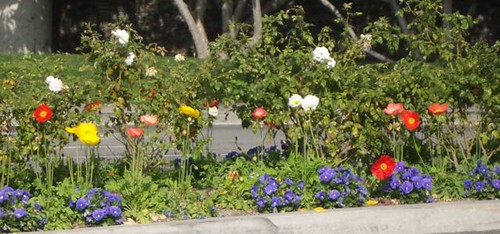 California Poppies