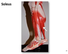 Soleus - Muscles of the Lower Extremity Anatom...