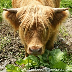 CH-6284 Gelfingen Schloss Heidegg 4_2010 08 11_8771