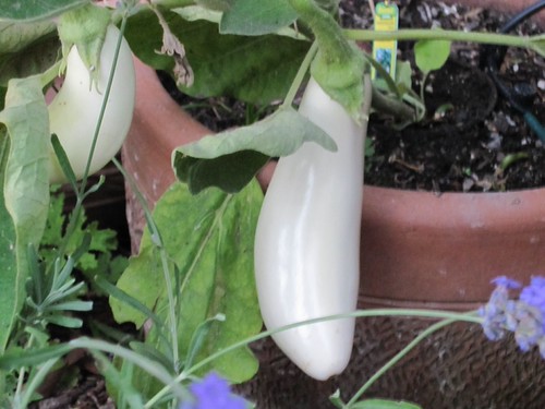 White eggplant on the tree
