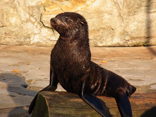 Baby Seal