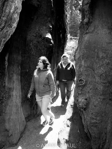 Elica & Sarah in Sequoias