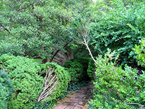 boxwood path