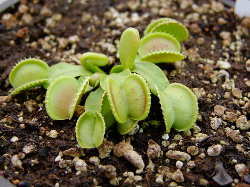 Dionaea 'Coquillage'
