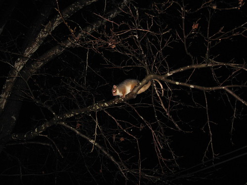 Ringtail possum