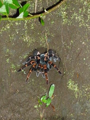 Tarantel, Nachtwanderung Monteverde