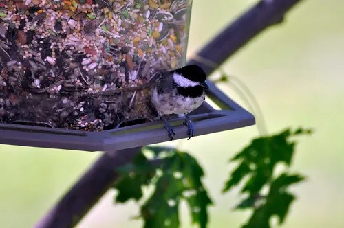Chickadee on Feeder