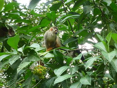 Totenkopfaeffchen, Manuel Antonio NP