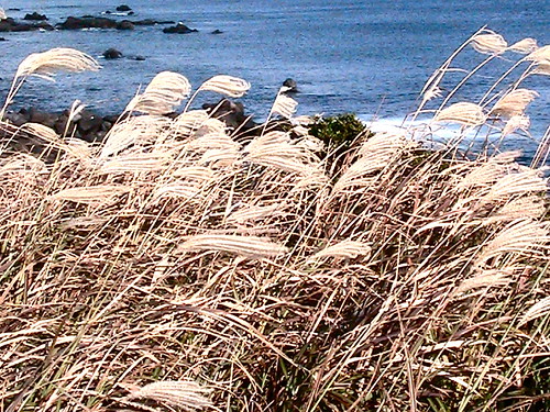 Route 3 - Jeju Olle, Korea