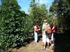 Auf der Kaffee Plantage in Boquete