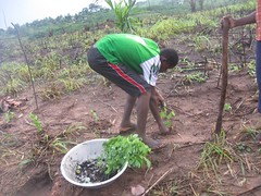 Ghana - Trees Ghana Samsam Odumase community f...