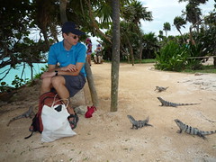 Iguanas lauern auf Beute, Ruinen von Tulum