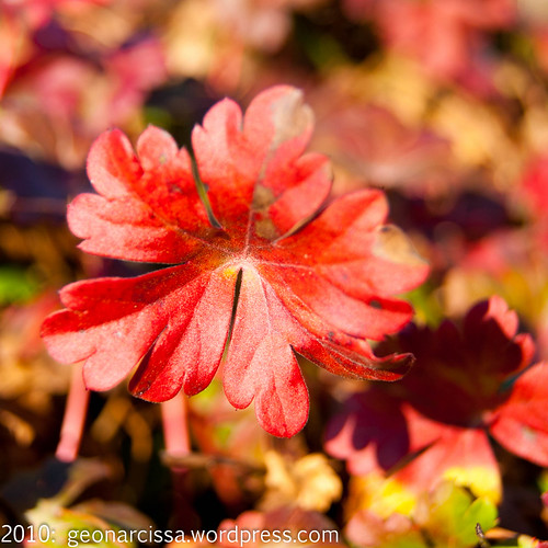 arboretum, autumn, november, ontario, ottawa6.jpg