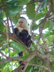 Kapuzineraeffchen in Cahuita