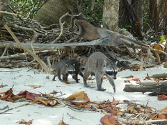 Waschbaerfamilie am Strand des "Manuel Antonio NP"
