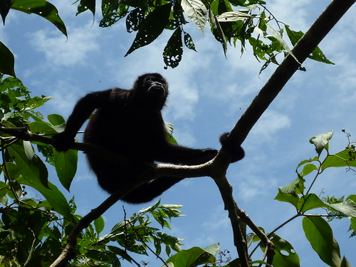 Affe auf Isla Boca Brava