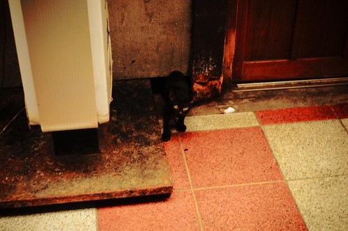 黒猫ちゃん。おはよう。