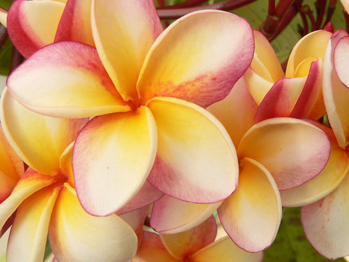Frangipani
