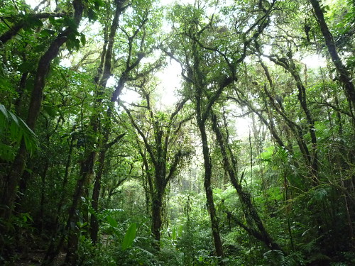 Im Nebelwald von Santa Elena, Monteverdegebiet