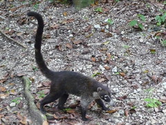 Nasenbaer durchstreift Tikal