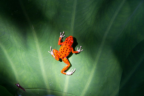 Red Frog from Red Frog Beach, Isla Bastimentos