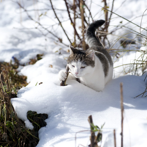 mo' sta canna Findus 'a porto in tana e 'a scongelo