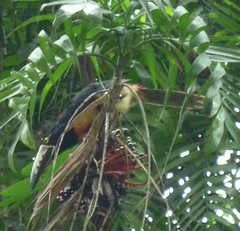 Ein Tucan in Yaxha, Detail