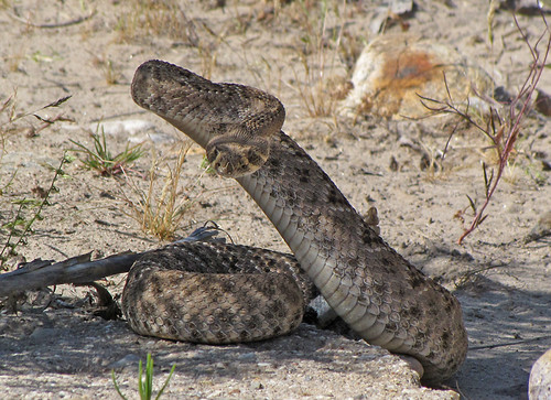 Rattlesnake by SearchNetMedia