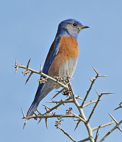 Western Bluebird by SearchNetMedia