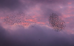 starlings being hunted!