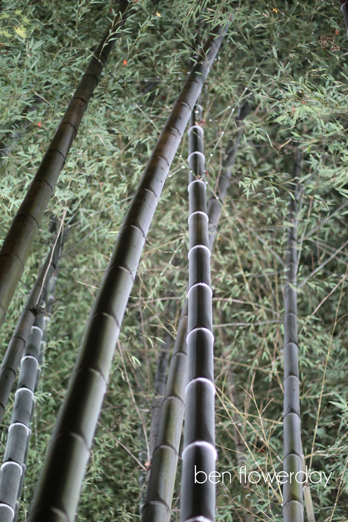 Bamboo