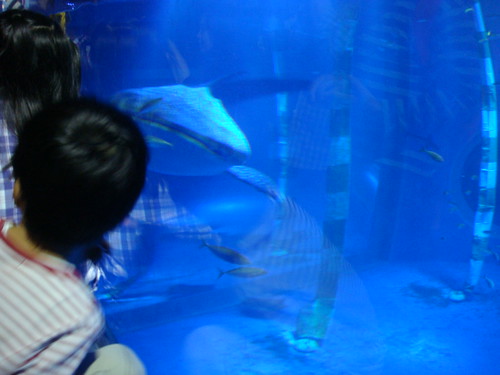 行ってきた水族館の感想・見どころをざっくり紹介